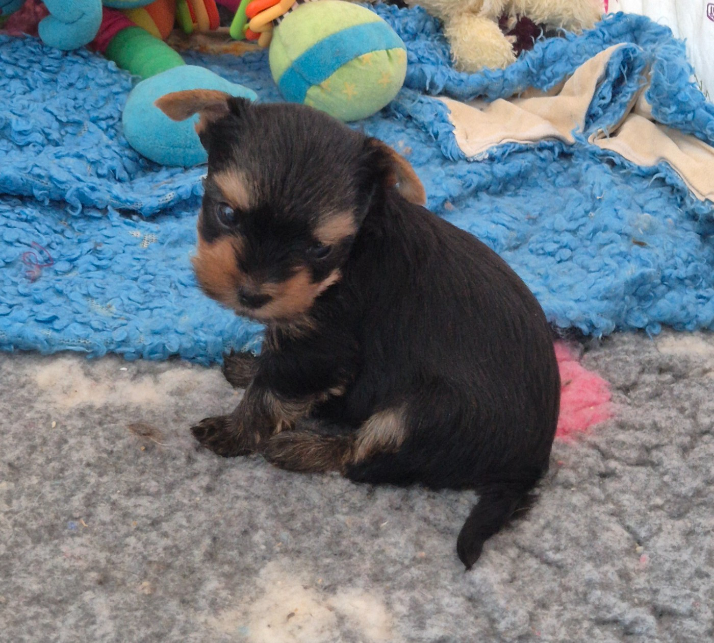 de la Générade - Chiots disponibles - Yorkshire Terrier