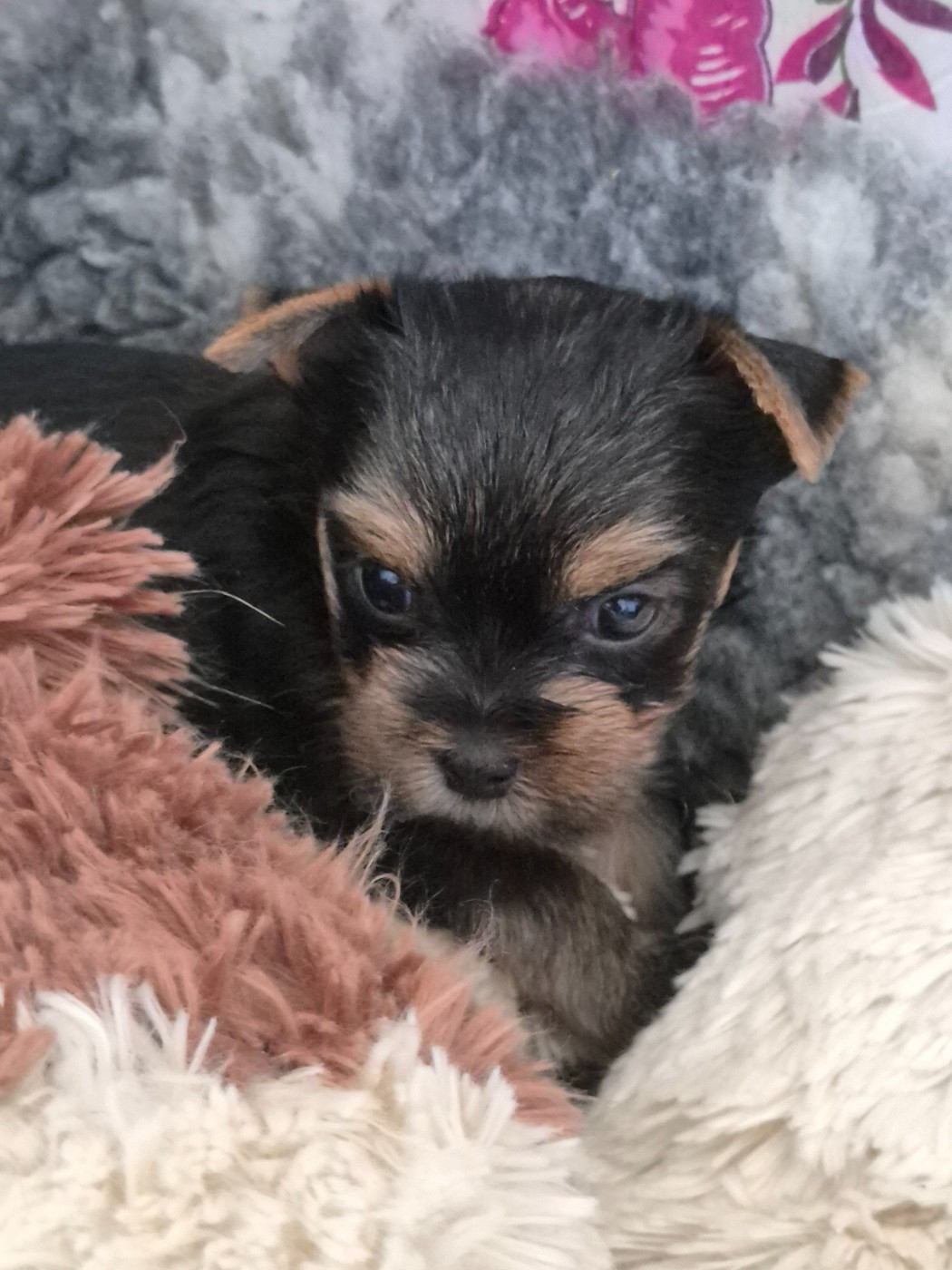 de la Générade - Chiots disponibles - Yorkshire Terrier