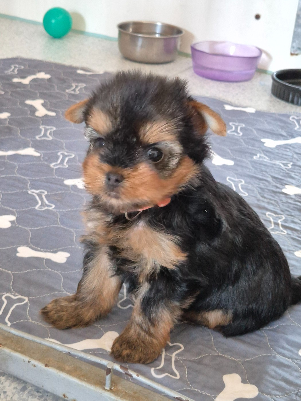 de la Générade - Chiots disponibles - Yorkshire Terrier