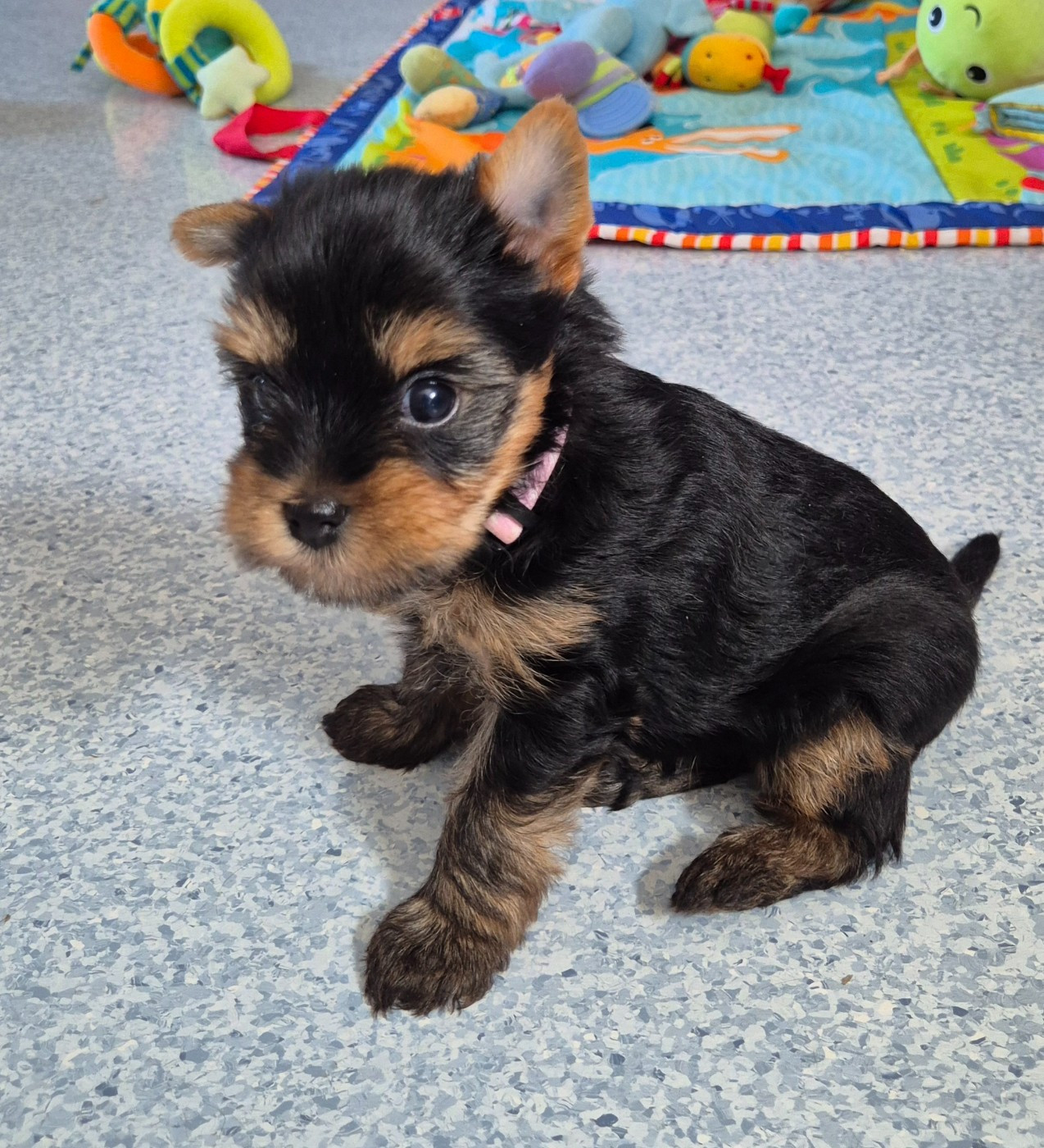 de la Générade - Chiots disponibles - Yorkshire Terrier