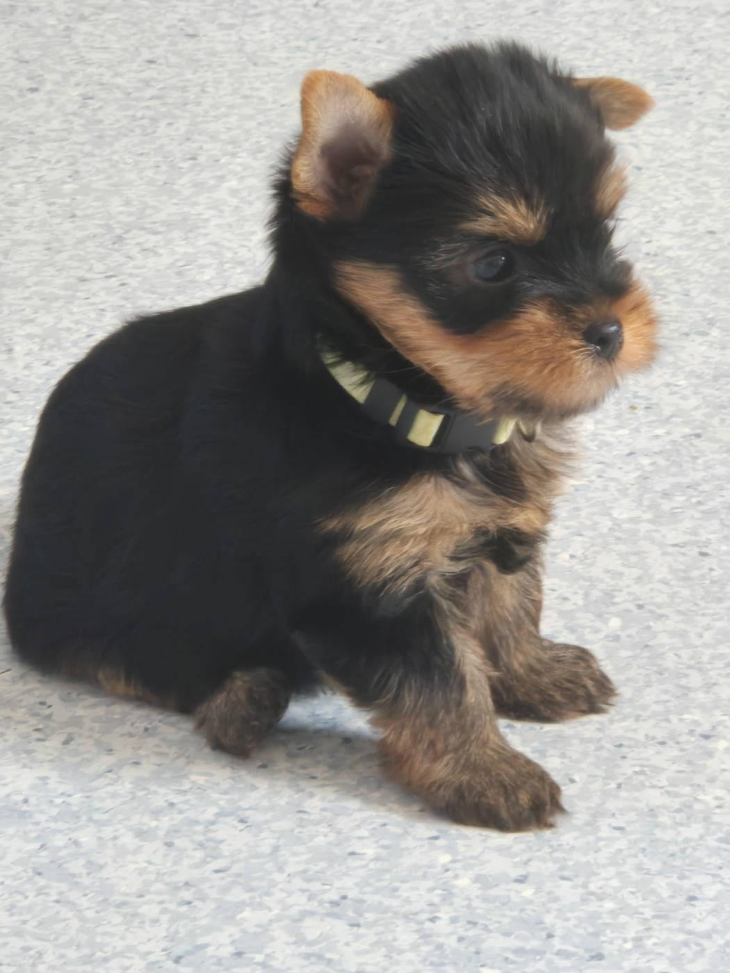 de la Générade - Chiots disponibles - Yorkshire Terrier