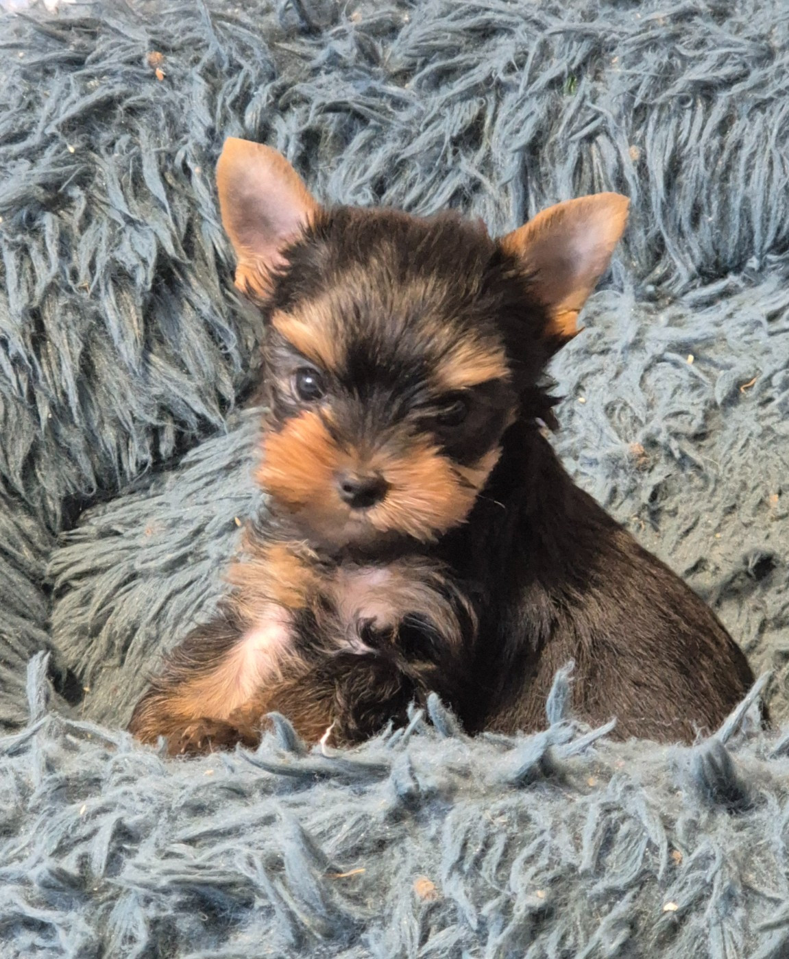 de la Générade - Chiots disponibles - Yorkshire Terrier