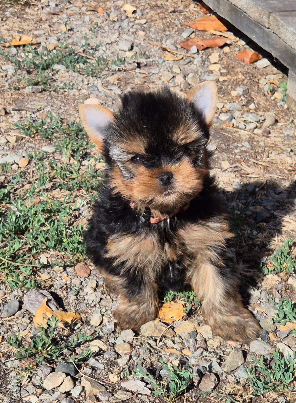 de la Générade - Chiots disponibles - Yorkshire Terrier