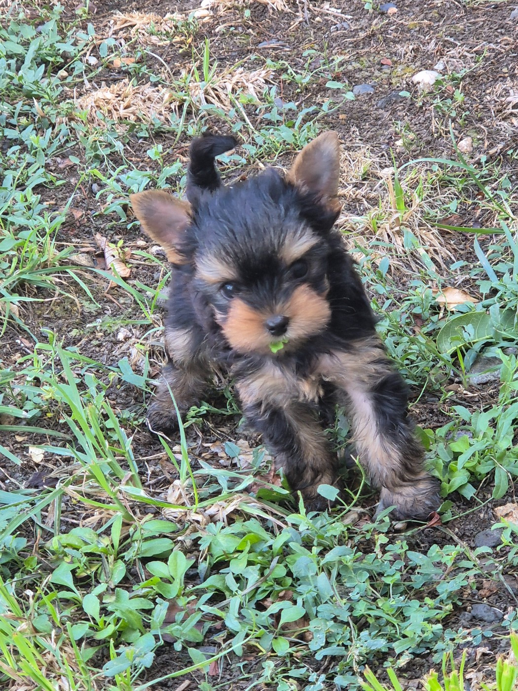 de la Générade - Chiots disponibles - Yorkshire Terrier