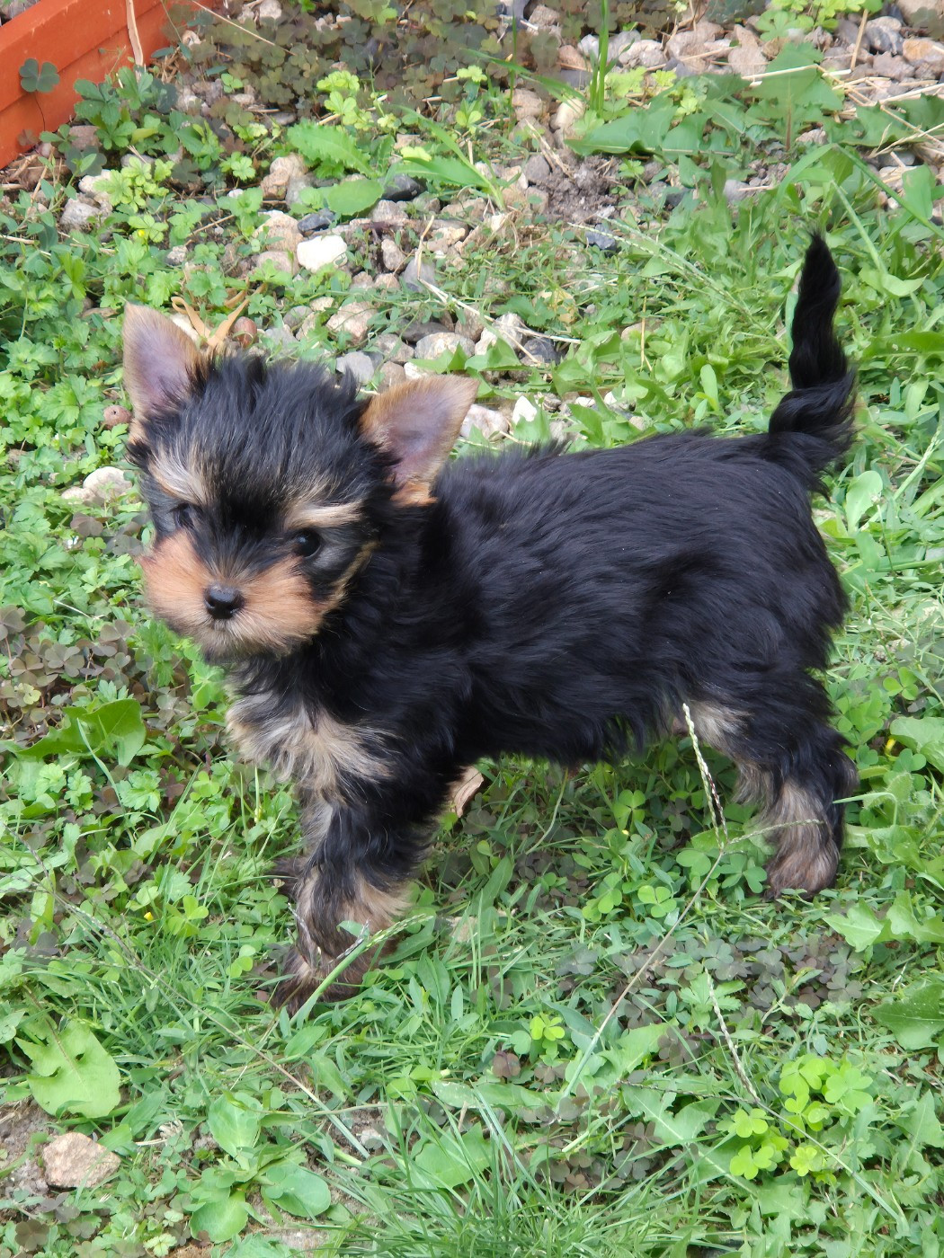 de la Générade - Chiots disponibles - Yorkshire Terrier