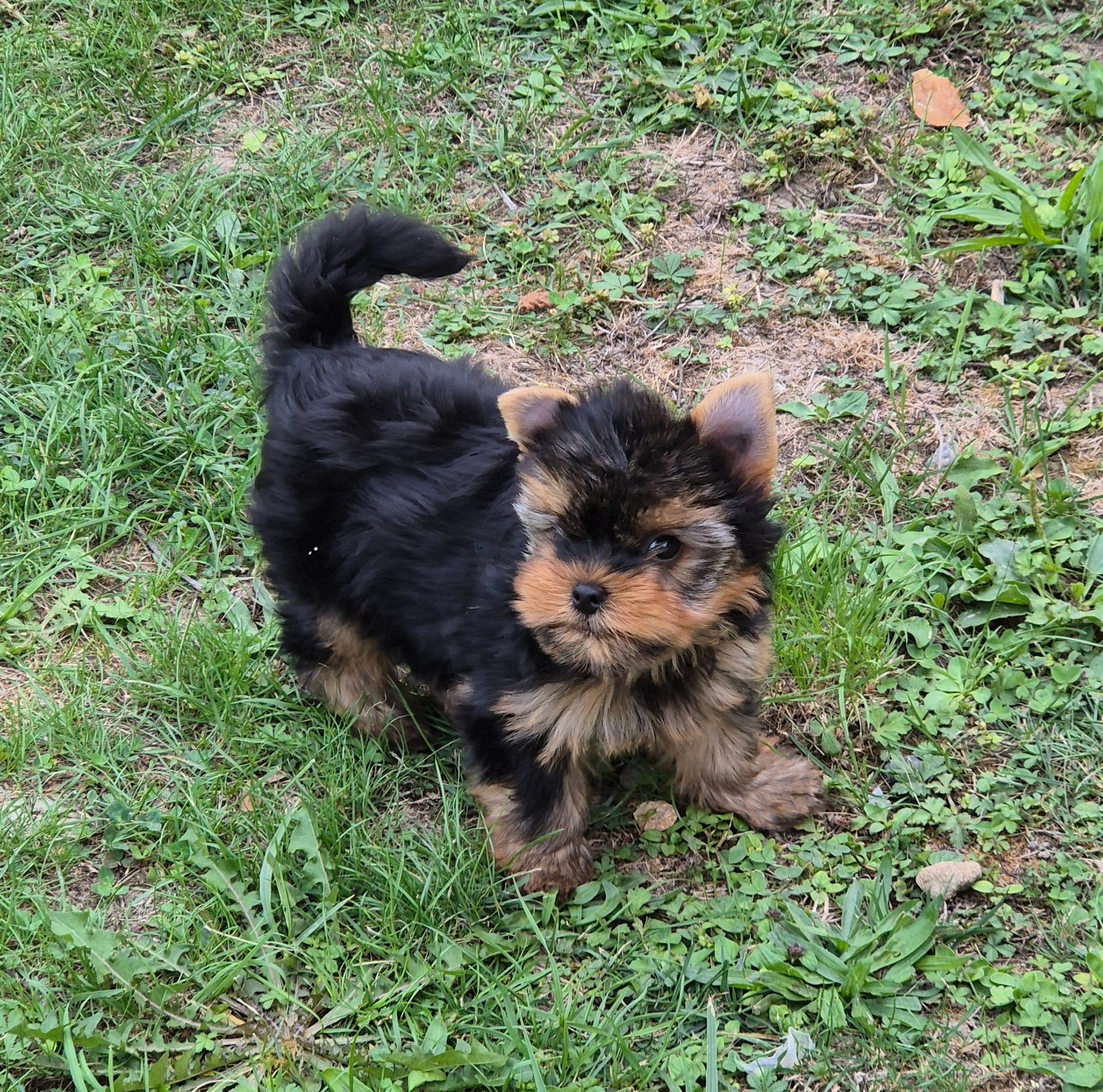 de la Générade - Chiots disponibles - Yorkshire Terrier