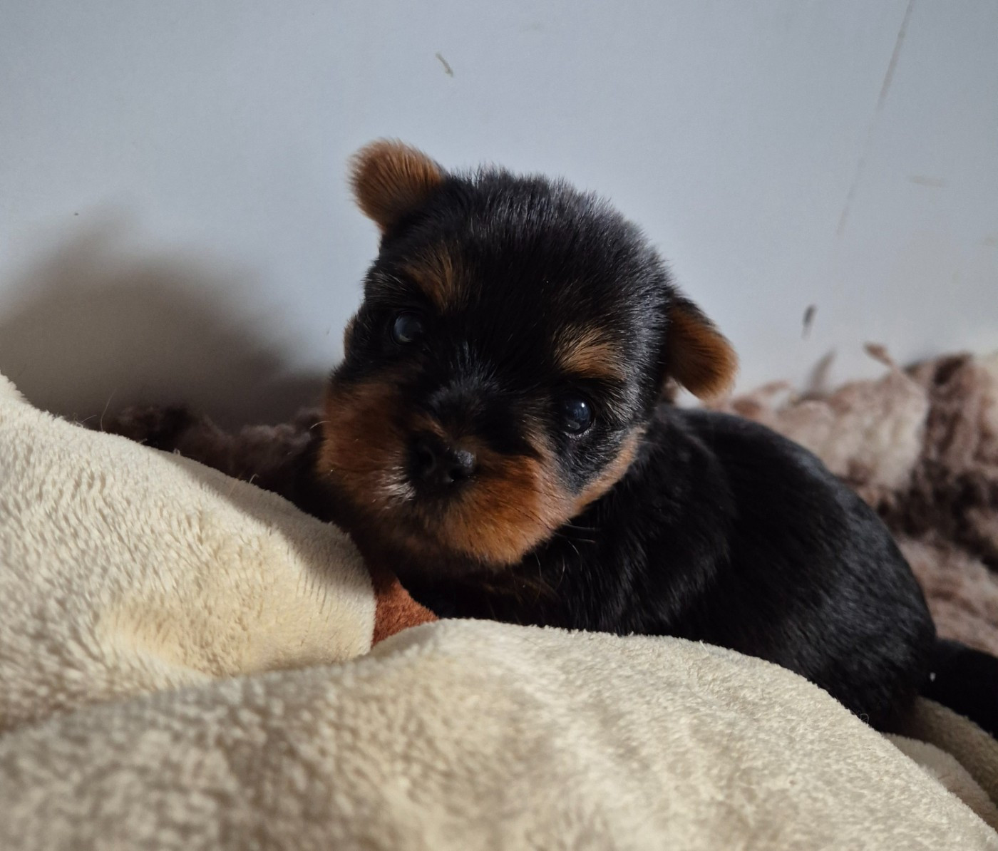 de la Générade - Chiots disponibles - Yorkshire Terrier
