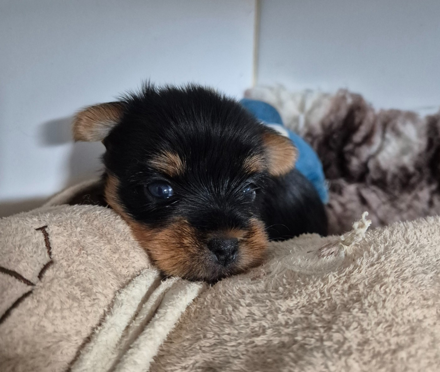 de la Générade - Chiots disponibles - Yorkshire Terrier