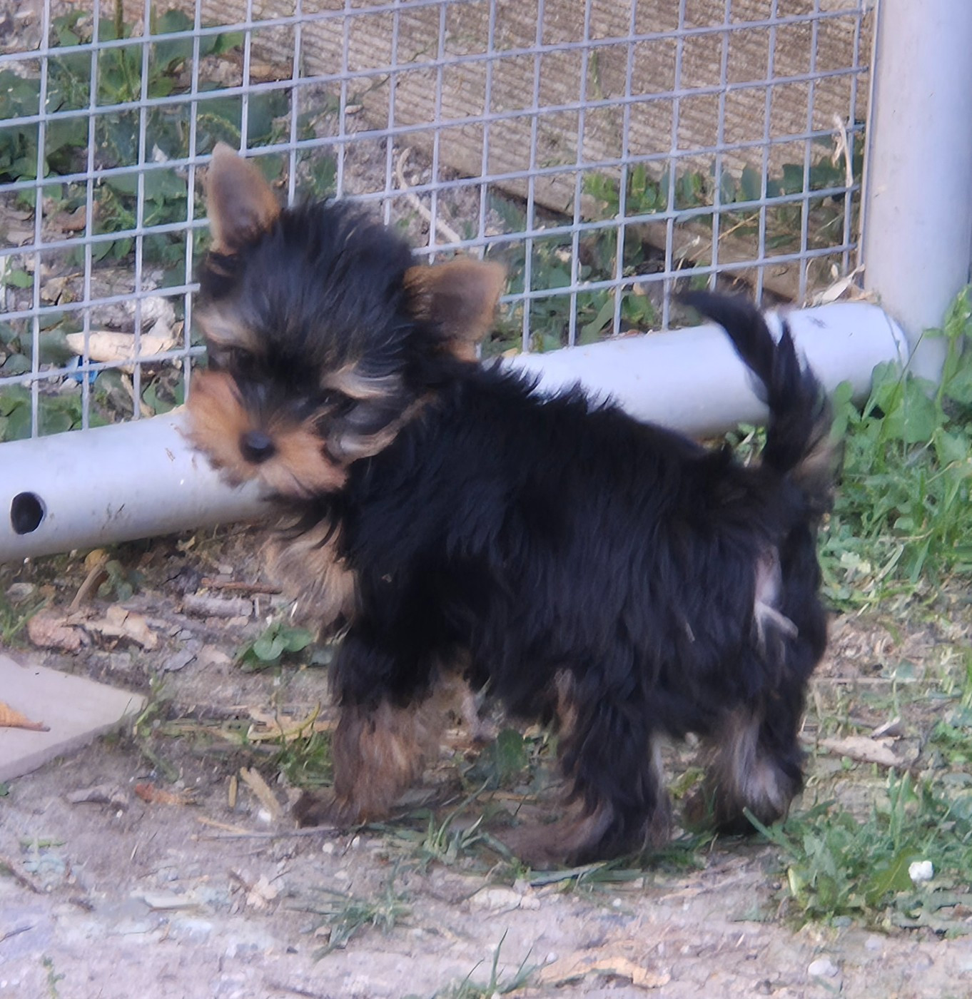 de la Générade - Chiots disponibles - Yorkshire Terrier