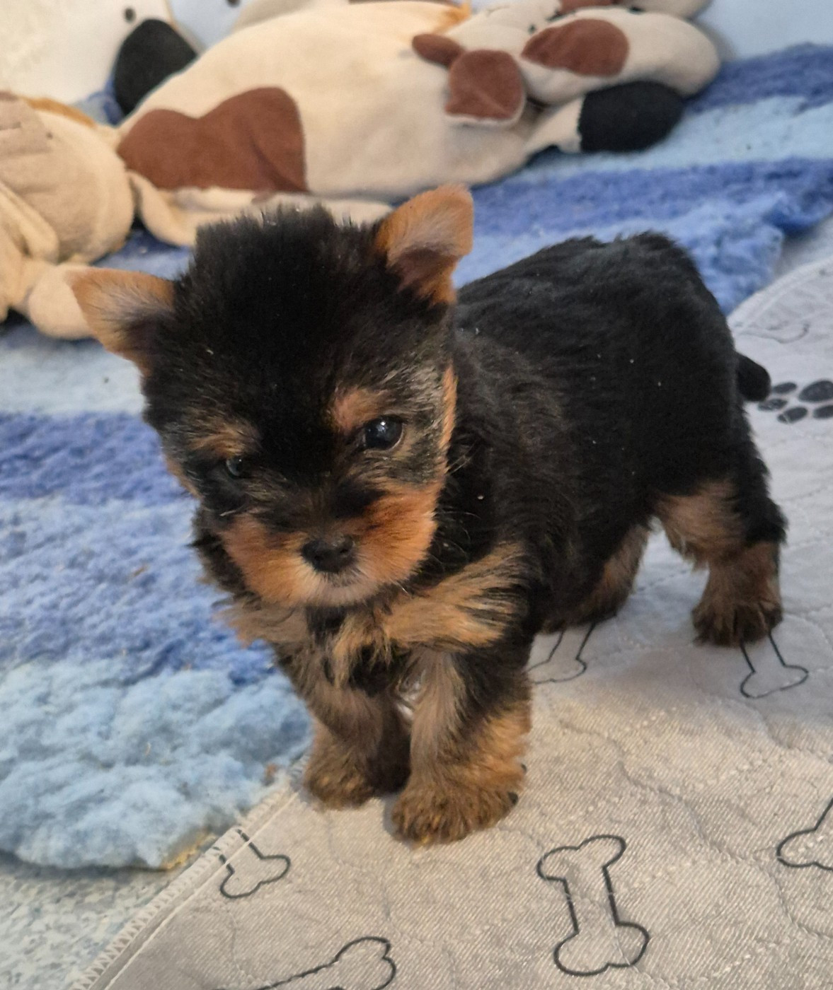 de la Générade - Chiots disponibles - Yorkshire Terrier