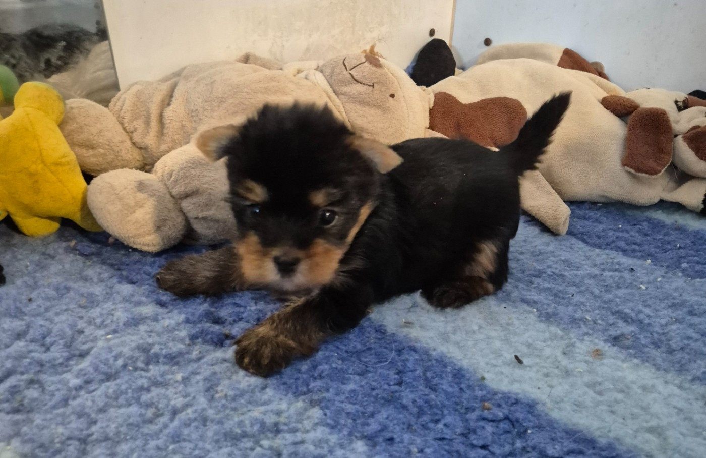 de la Générade - Chiots disponibles - Yorkshire Terrier