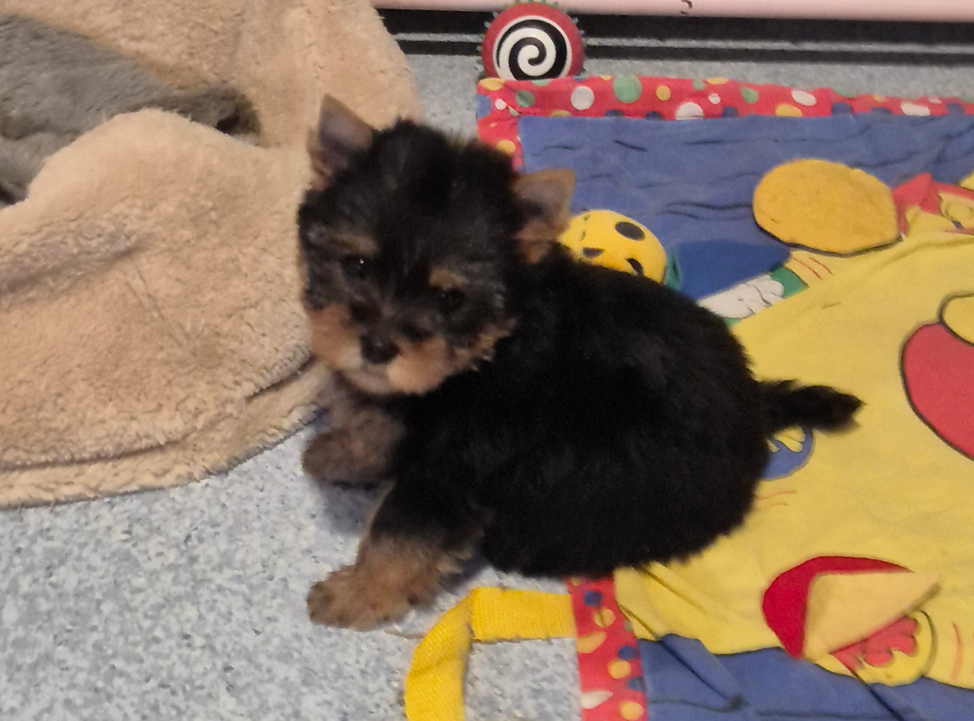 de la Générade - Chiots disponibles - Yorkshire Terrier