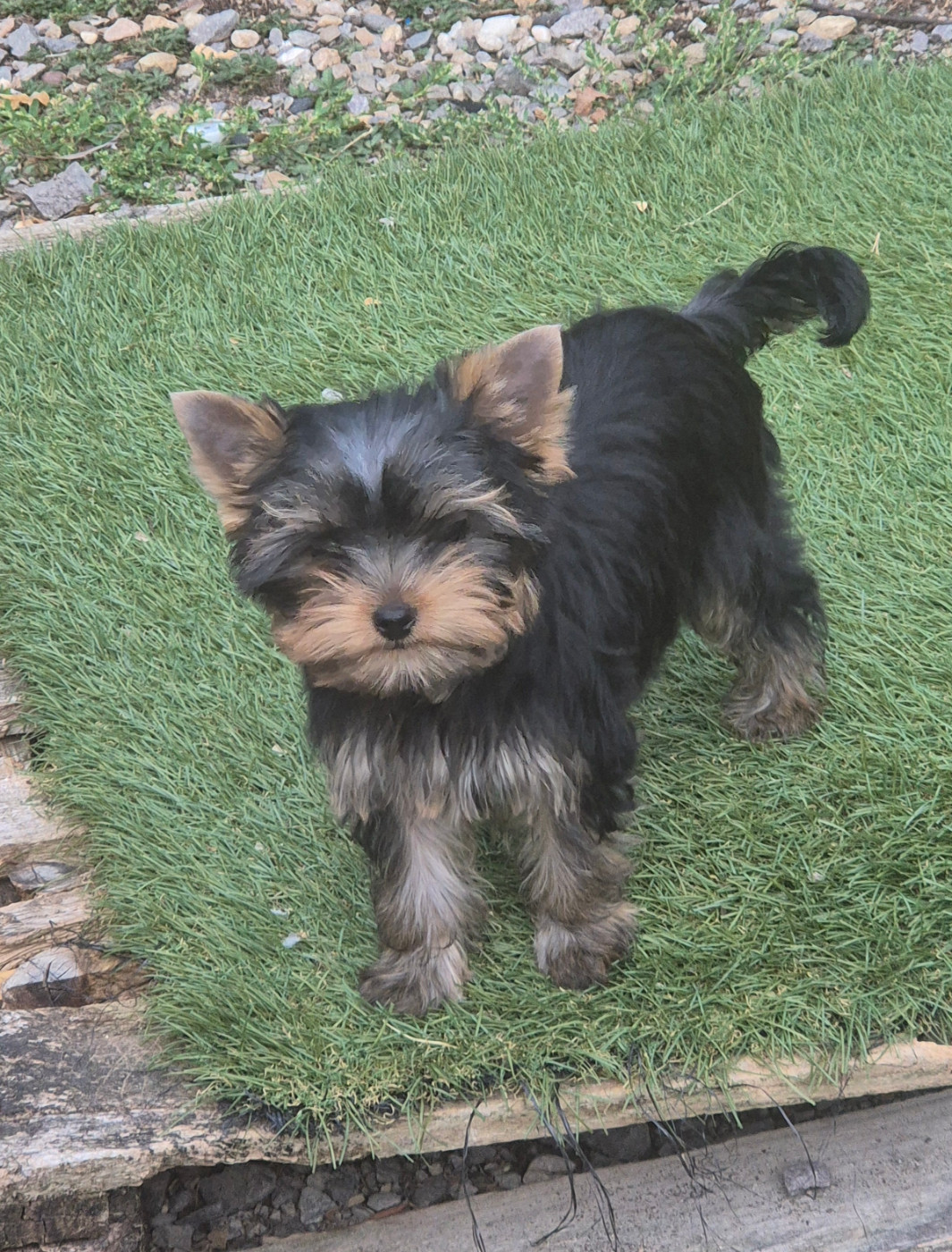 de la Générade - Chiots disponibles - Yorkshire Terrier