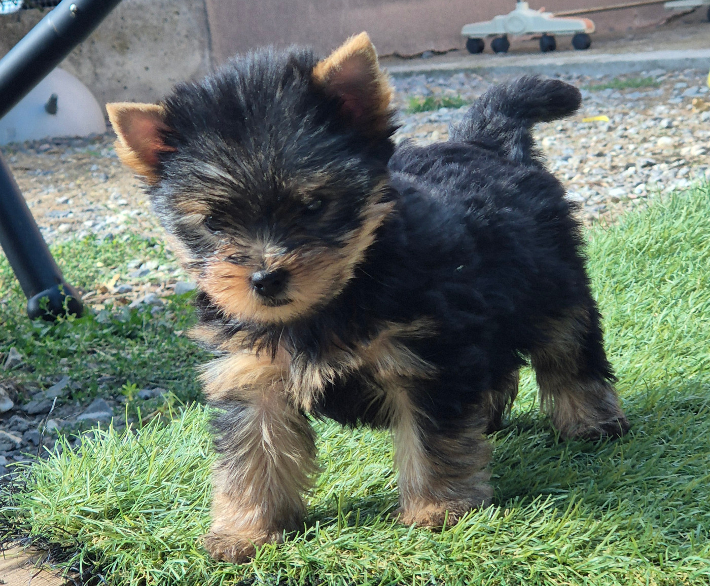 de la Générade - Chiots disponibles - Yorkshire Terrier