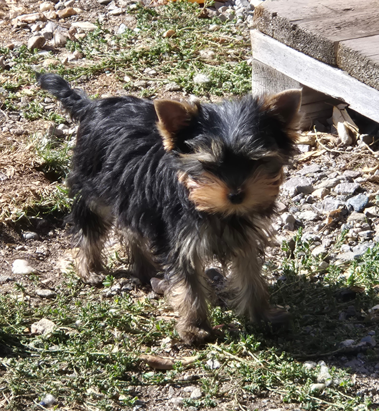 de la Générade - Chiots disponibles - Yorkshire Terrier