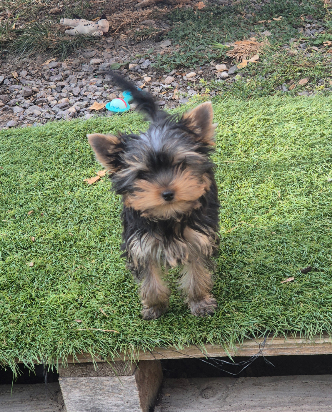 de la Générade - Chiots disponibles - Yorkshire Terrier