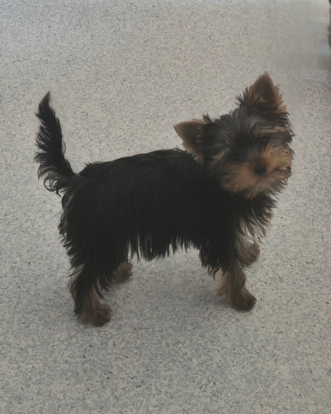 de la Générade - Chiots disponibles - Yorkshire Terrier