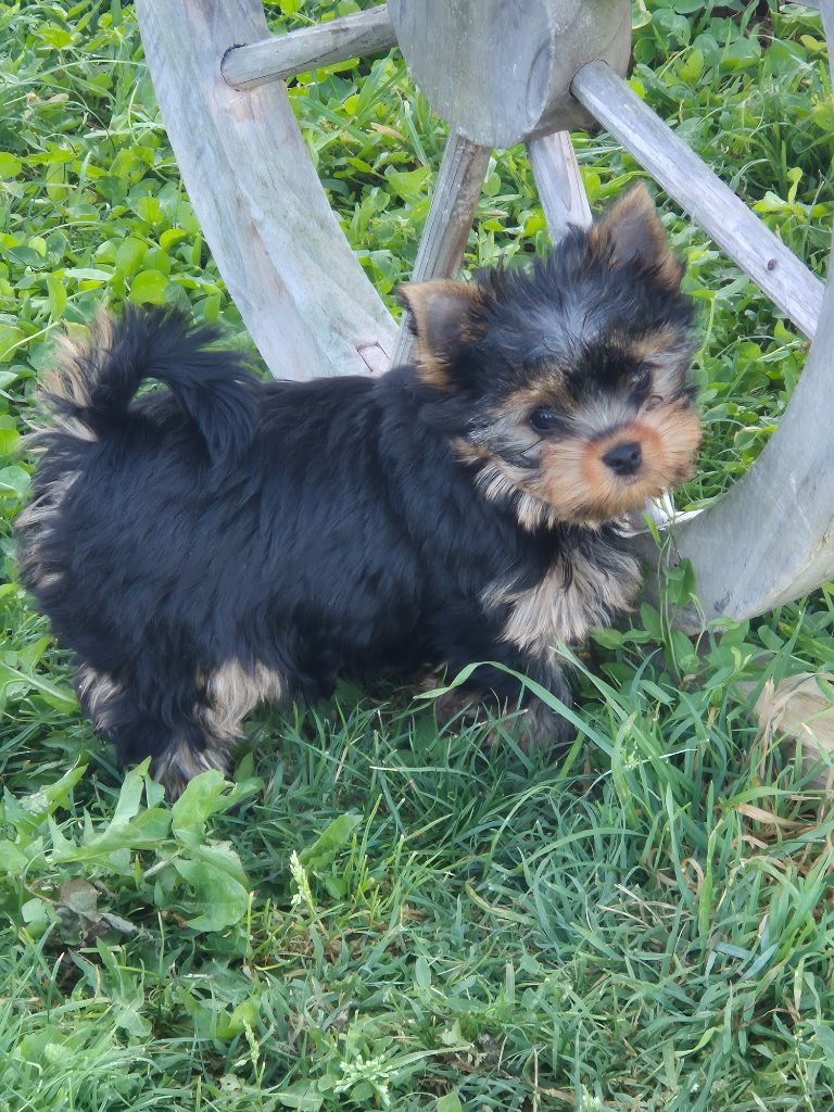 de la Générade - Chiots disponibles - Yorkshire Terrier