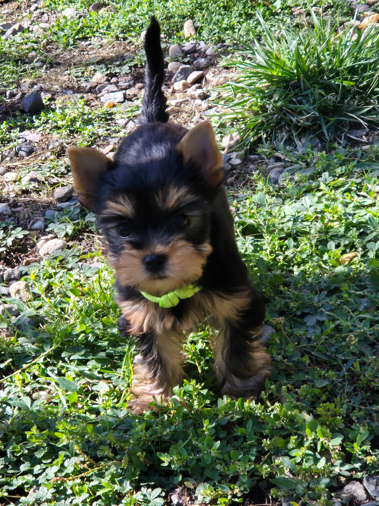 de la Générade - Chiots disponibles - Yorkshire Terrier