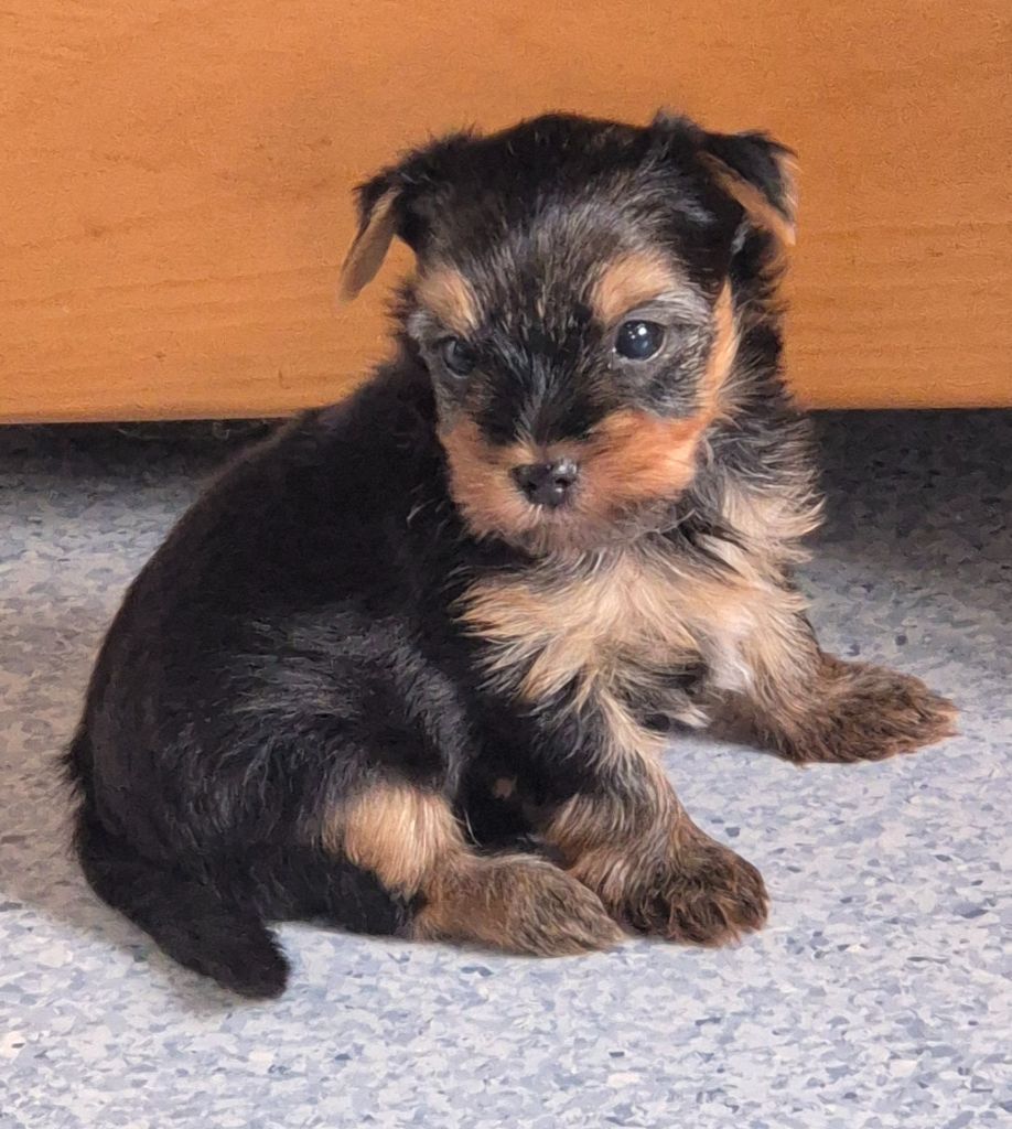 de la Générade - Chiots disponibles - Yorkshire Terrier