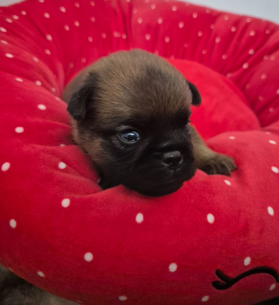 CHIOT