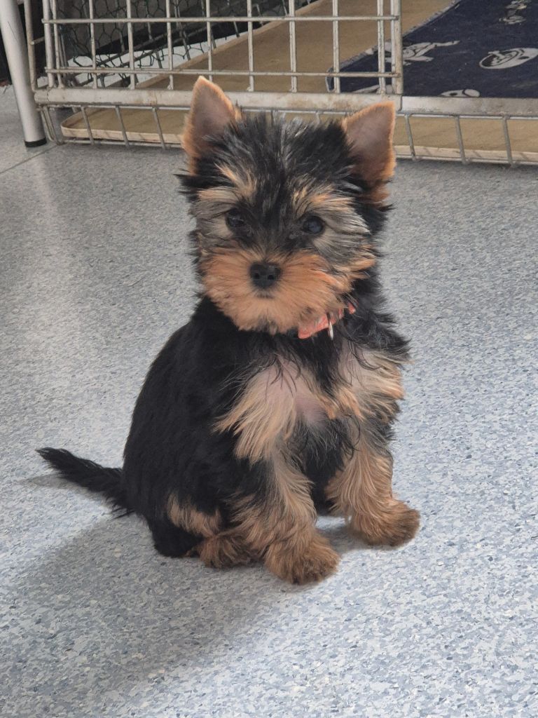 de la Générade - Chiots disponibles - Yorkshire Terrier