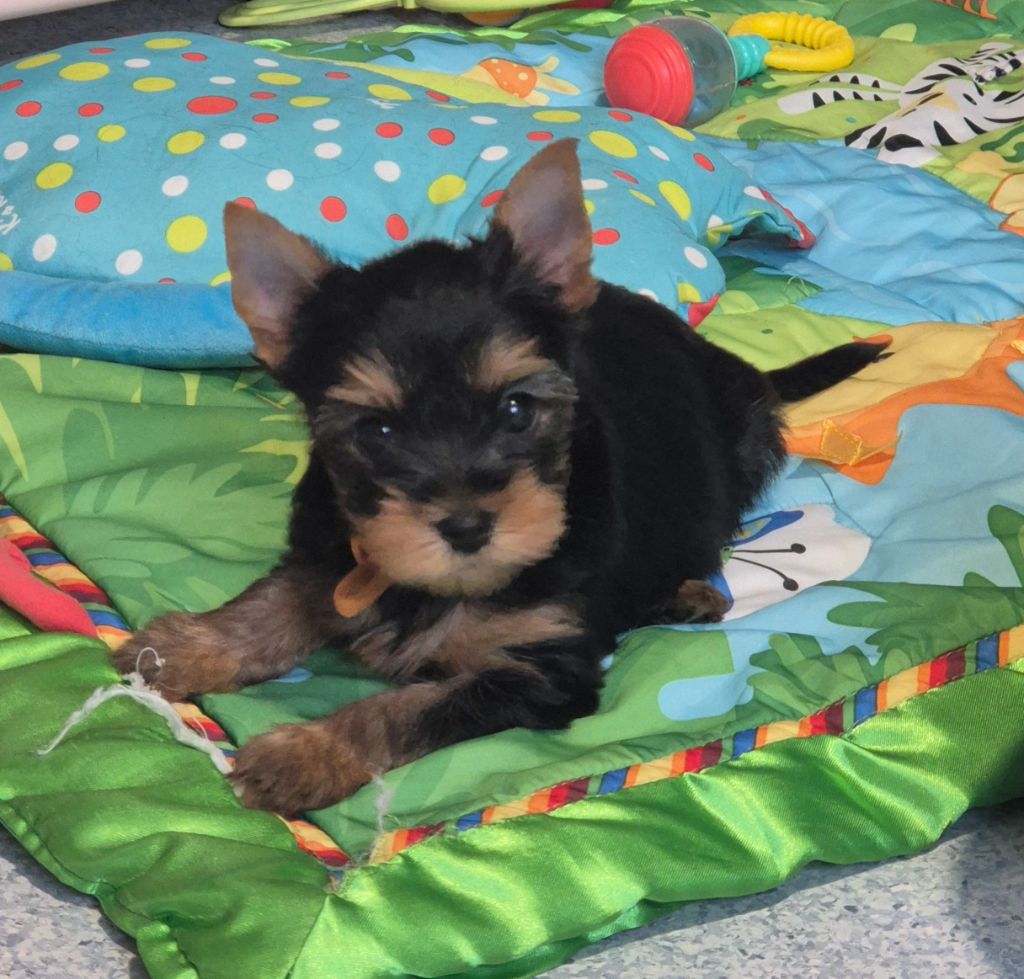 de la Générade - Chiots disponibles - Yorkshire Terrier