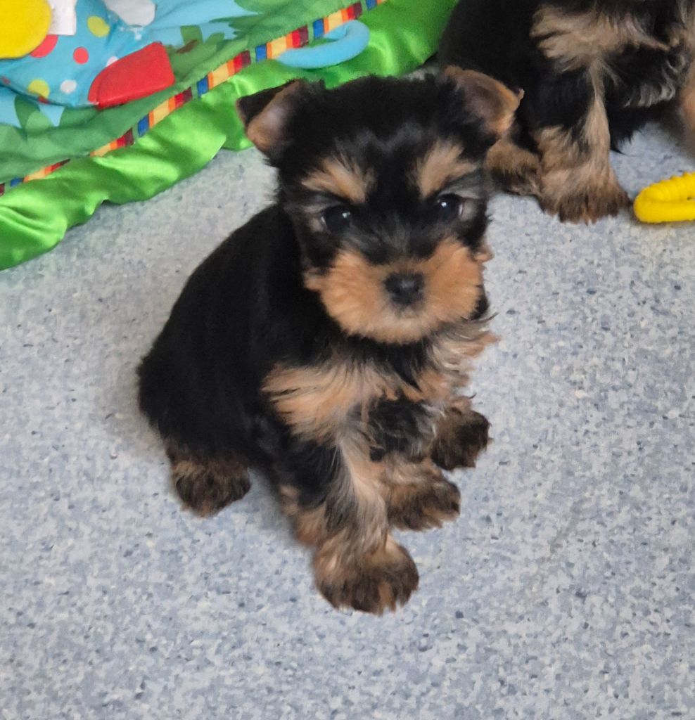de la Générade - Chiots disponibles - Yorkshire Terrier