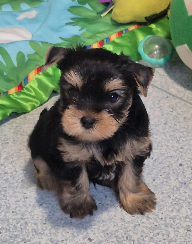 de la Générade - Chiots disponibles - Yorkshire Terrier