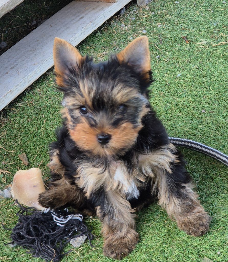 de la Générade - Chiots disponibles - Yorkshire Terrier