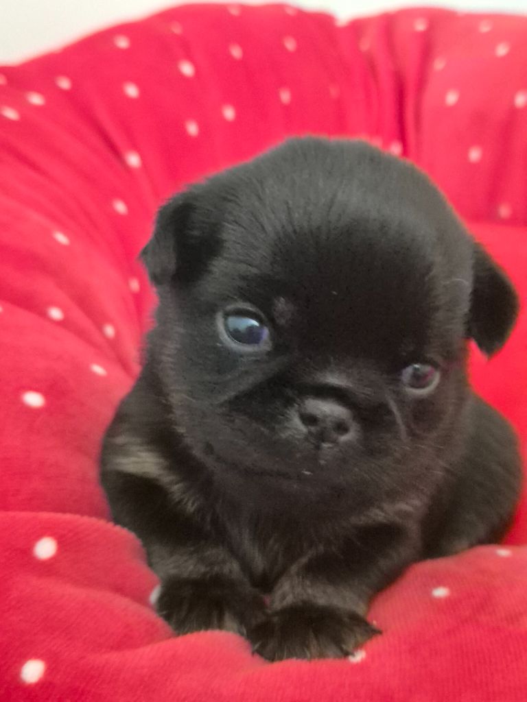 CHIOT