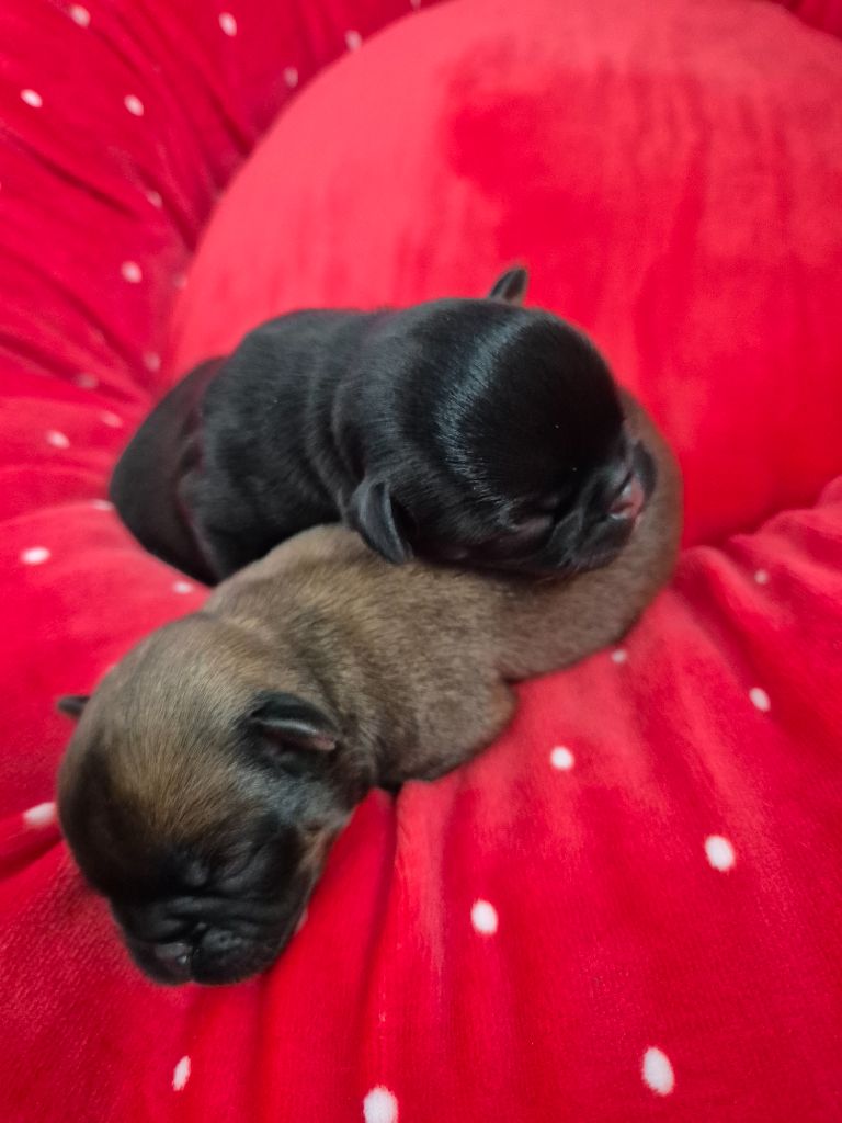 Chiot Petit Brabançon de la Générade