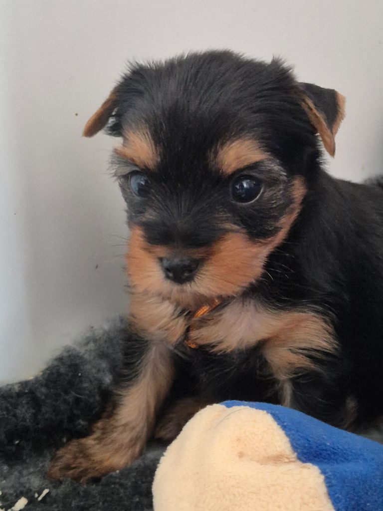 de la Générade - Chiots disponibles - Yorkshire Terrier