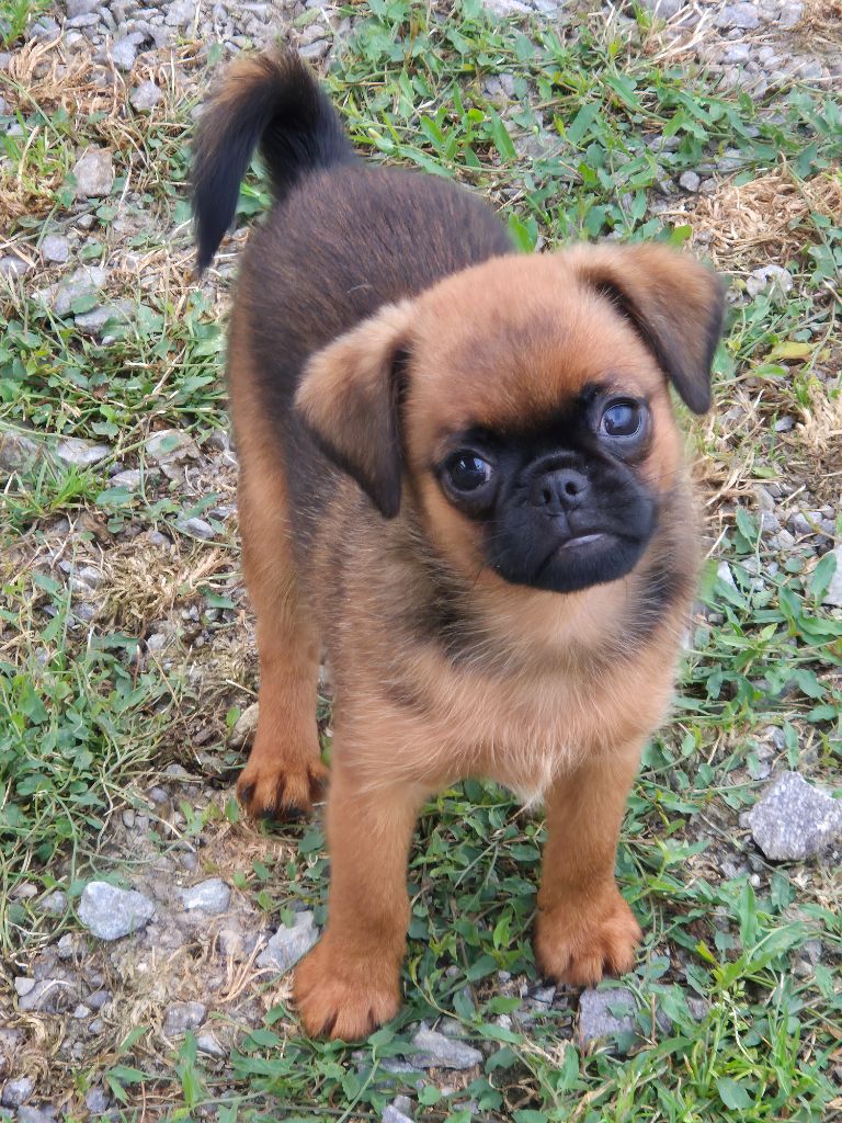 de la Générade - Chiots disponibles - Petit Brabançon