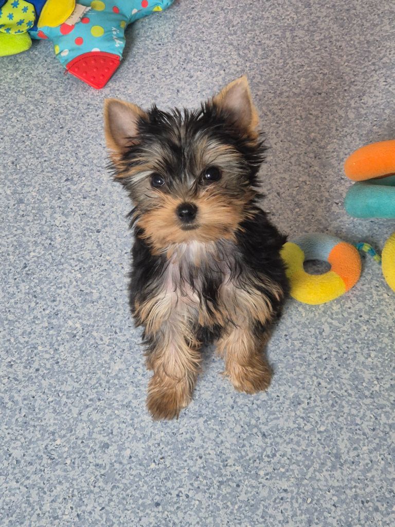 de la Générade - Chiots disponibles - Yorkshire Terrier