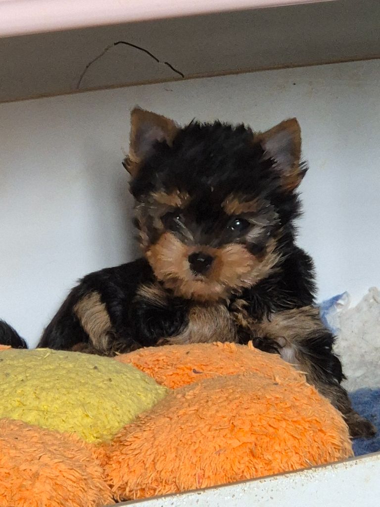 de la Générade - Chiots disponibles - Yorkshire Terrier