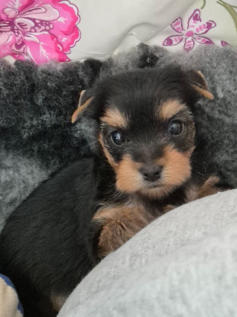 de la Générade - Chiots disponibles - Yorkshire Terrier
