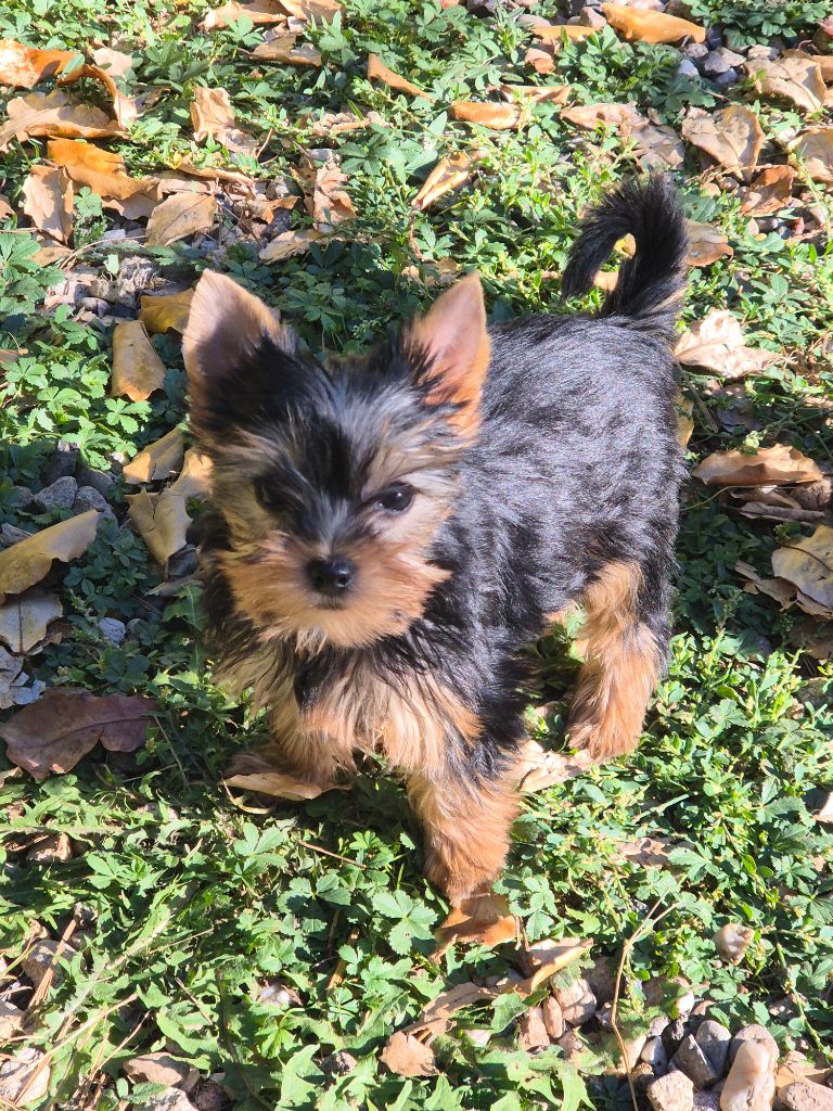 de la Générade - Chiots disponibles - Yorkshire Terrier