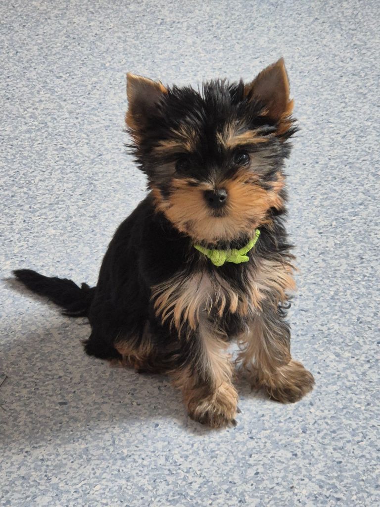 de la Générade - Chiots disponibles - Yorkshire Terrier