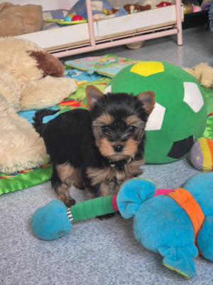 CHIOT mâle collier vert