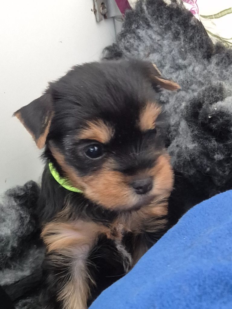 de la Générade - Chiots disponibles - Yorkshire Terrier