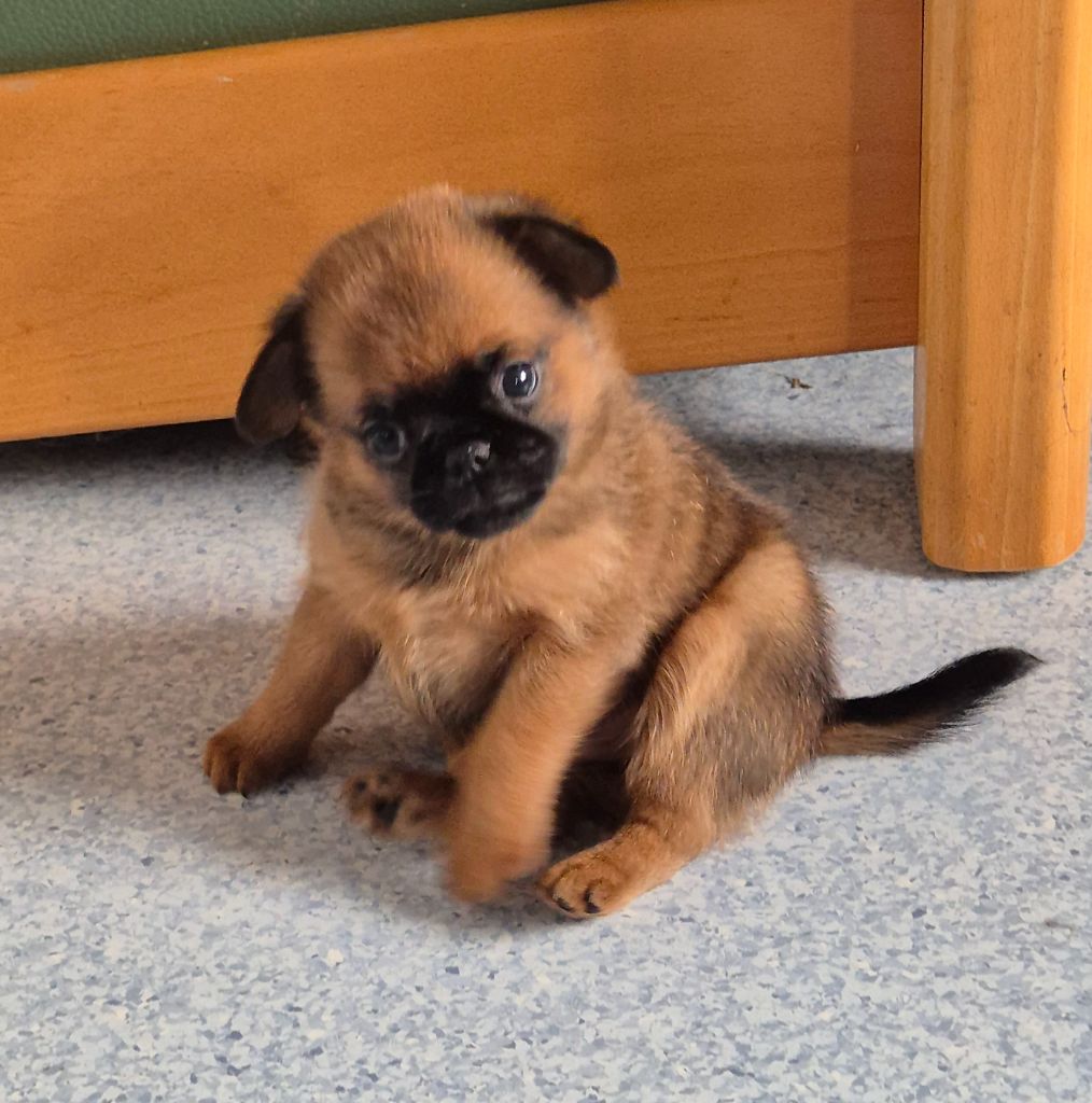 de la Générade - Chiots disponibles - Petit Brabançon