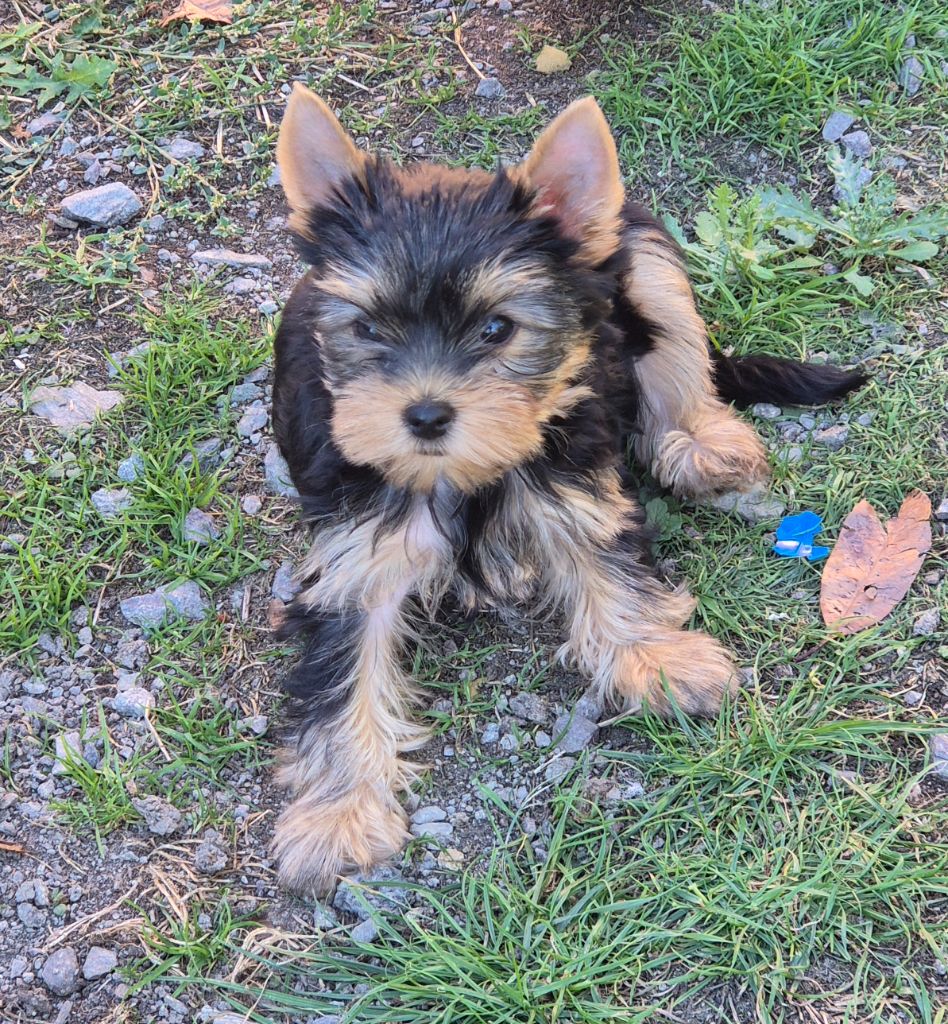 de la Générade - Chiots disponibles - Yorkshire Terrier