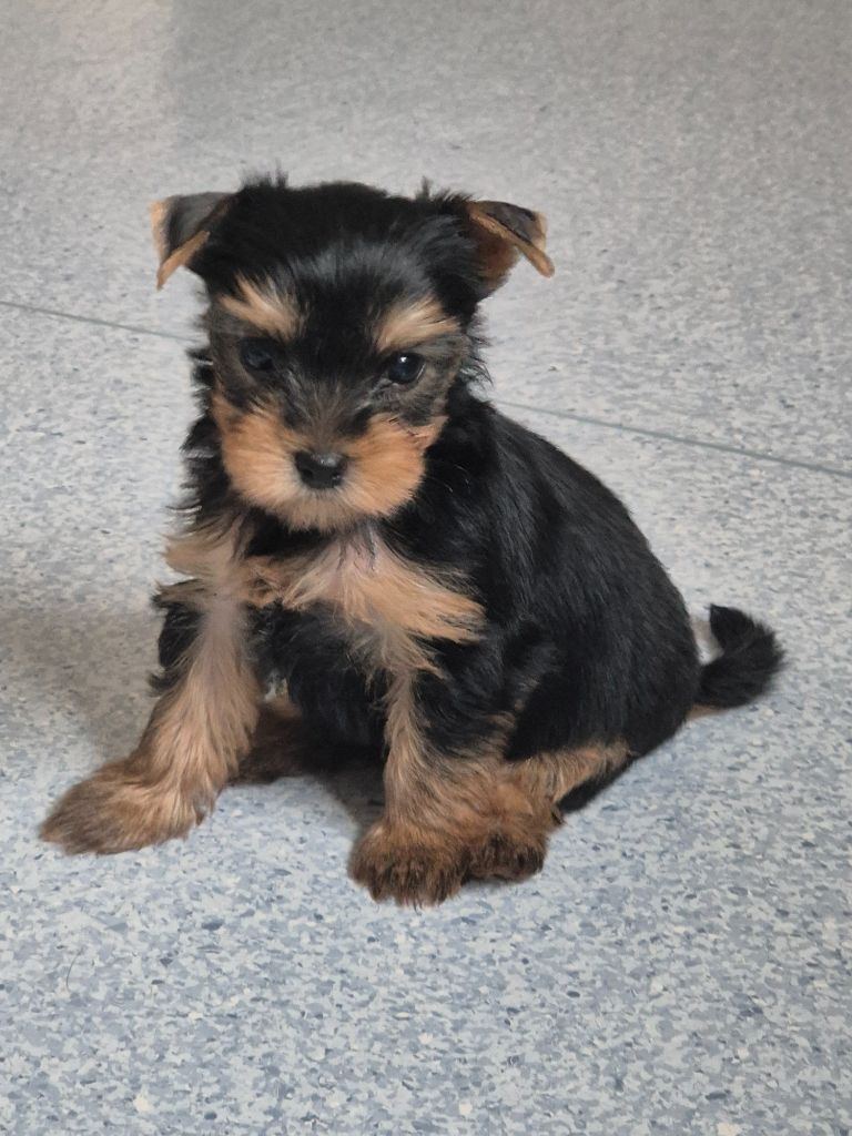 de la Générade - Chiots disponibles - Yorkshire Terrier
