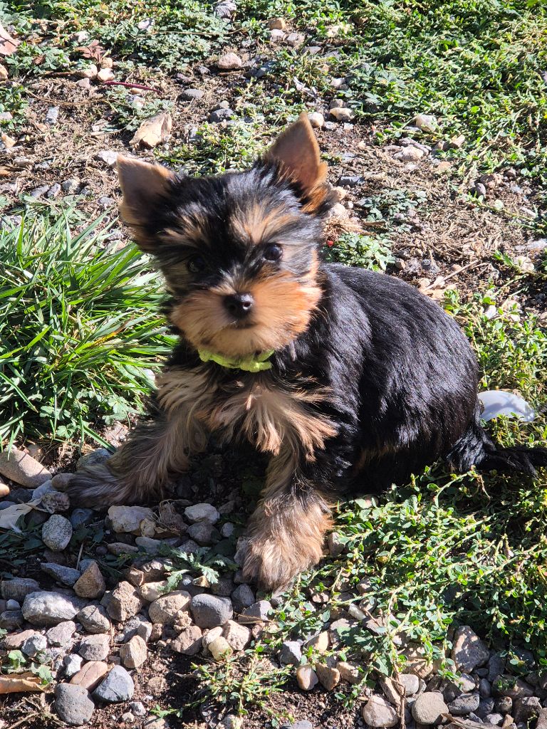 de la Générade - Chiots disponibles - Yorkshire Terrier