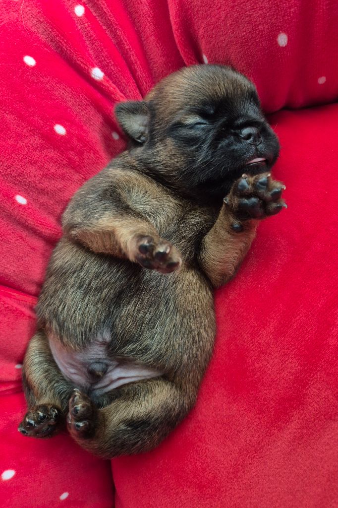 de la Générade - Chiots disponibles - Petit Brabançon