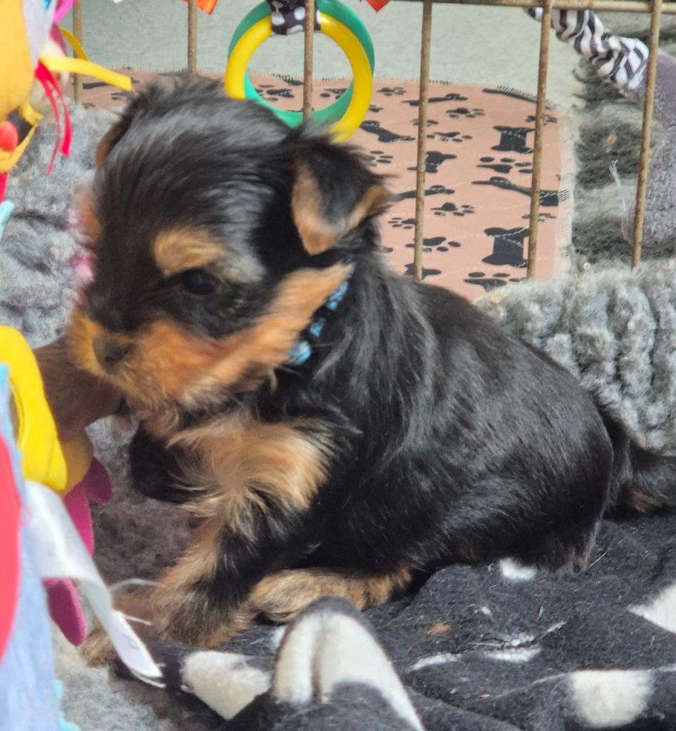 de la Générade - Chiots disponibles - Yorkshire Terrier