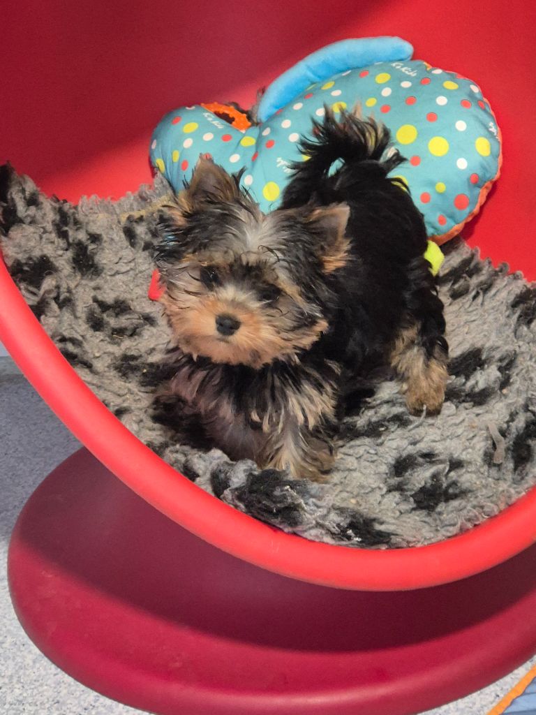 de la Générade - Chiots disponibles - Yorkshire Terrier