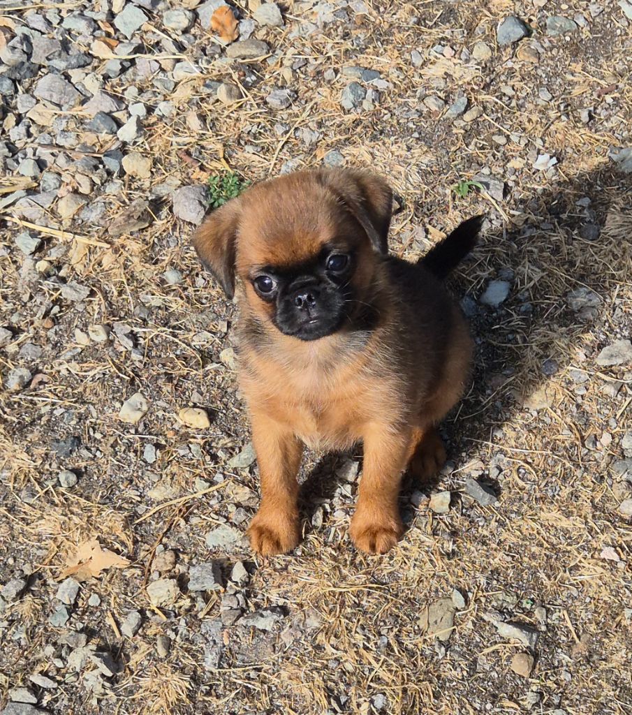 de la Générade - Chiots disponibles - Petit Brabançon