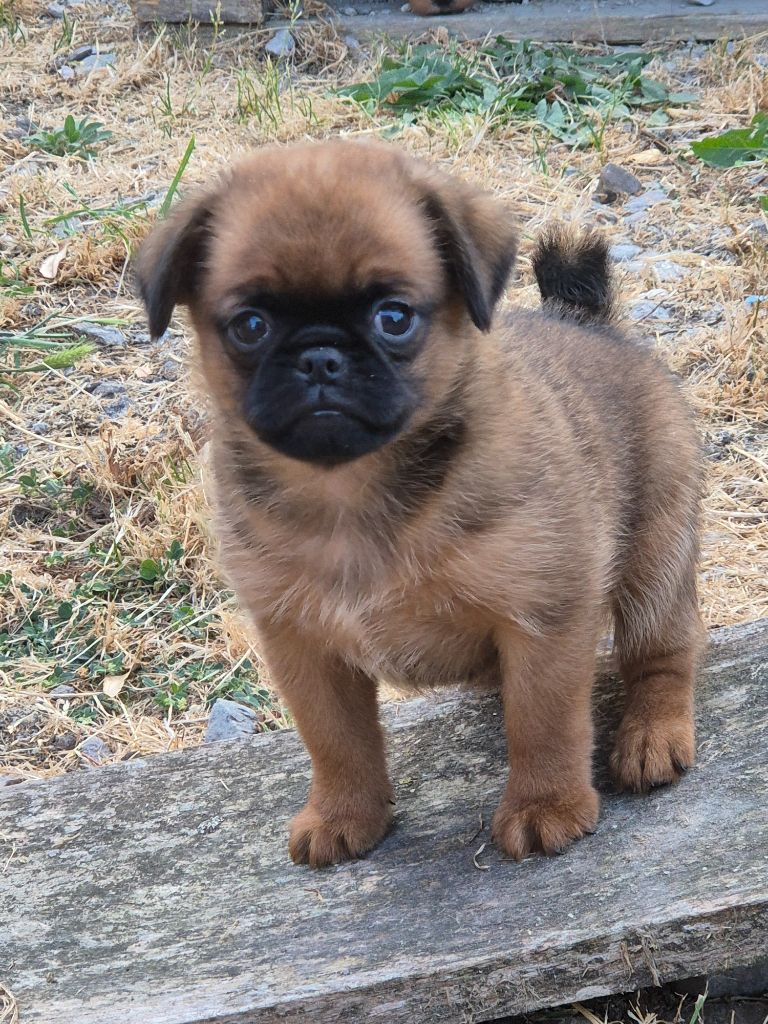 de la Générade - Chiots disponibles - Petit Brabançon
